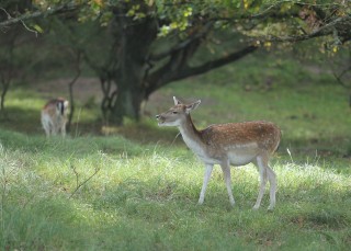 aw-duinen-12